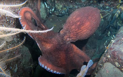 Giant Pacific Octopus