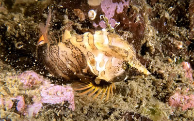 Grunt Sculpin