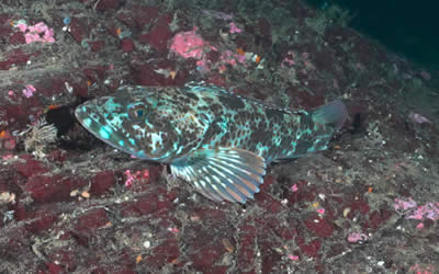 Lingcod