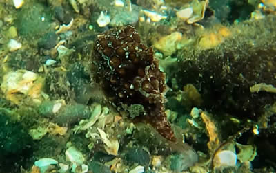 Pacific Spiny Lumpsucker