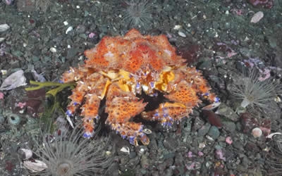 Puget Sound King Crab