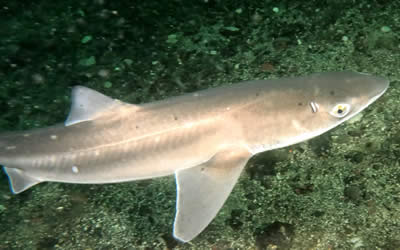 Pacific Spiny Dogfish