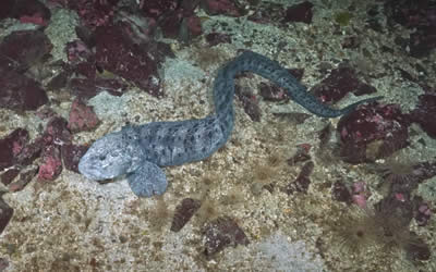 Wolf Eel