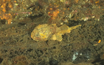 Buffalo Sculpin