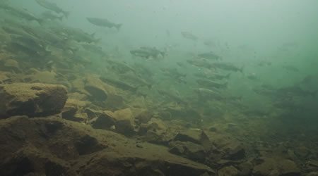 Freshwater Scuba Diving Information In BC