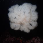 Plumose Anemone