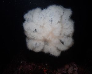 Plumose Anemone