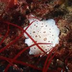 Leopard Dorid