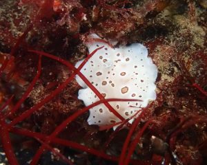 Leopard Dorid