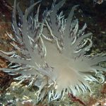 Giant Nudibranch