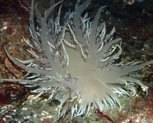 Giant Nudibranch