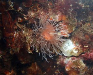 Unknown Anemone