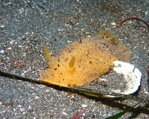 Monterey Sea Lemon