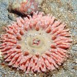 Stubby Rose Anemone