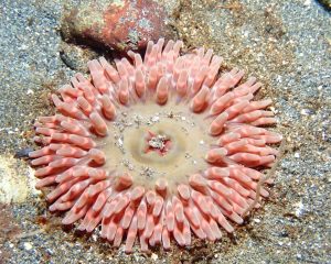 Stubby Rose Anemone