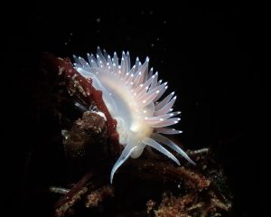 Red Flabellina