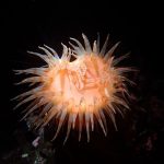 Unknown Anemone