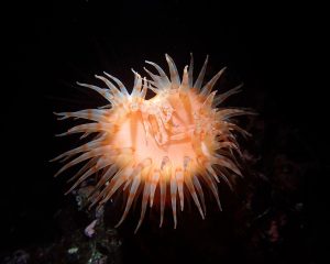 Unknown Anemone