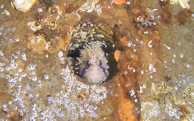 Mosshead warbonnet