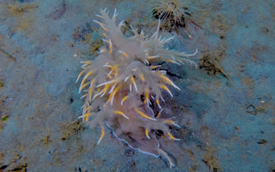 Nudibranchs