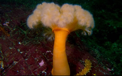 Plumose Anemone