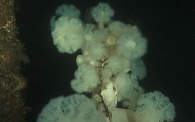 Plumose Anemone