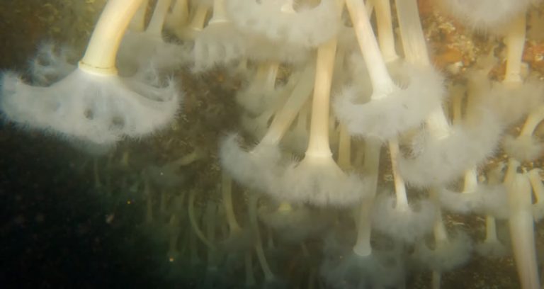 The Rivtow Lion Artificial Reef