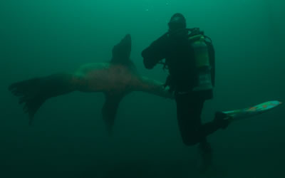 Sea Lion At Madrona