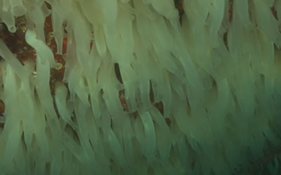 Sea Vase Tunicates