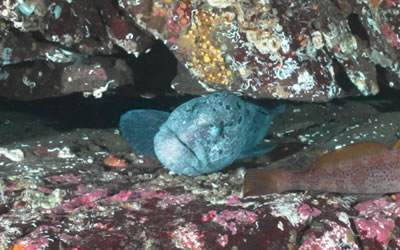 Wolf Eel at Madrona