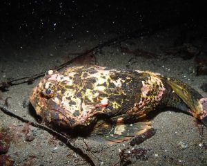 Buffalo Sculpin