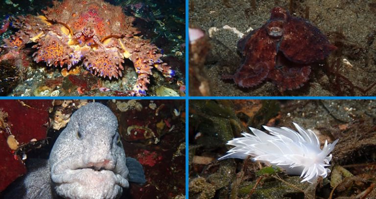 Marine Life You’ll See Scuba Diving Off Vancouver Island
