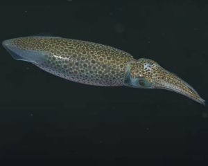 Opalescent Squid