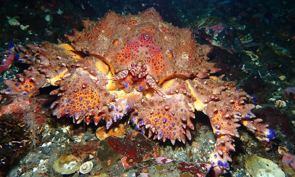 A Mature Puget Sound King Crab Off Vancouver Island