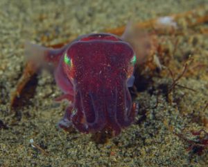 Stubby Squid