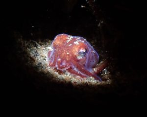 Stubby Squid