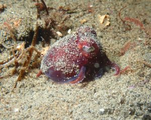 Stubby Squid