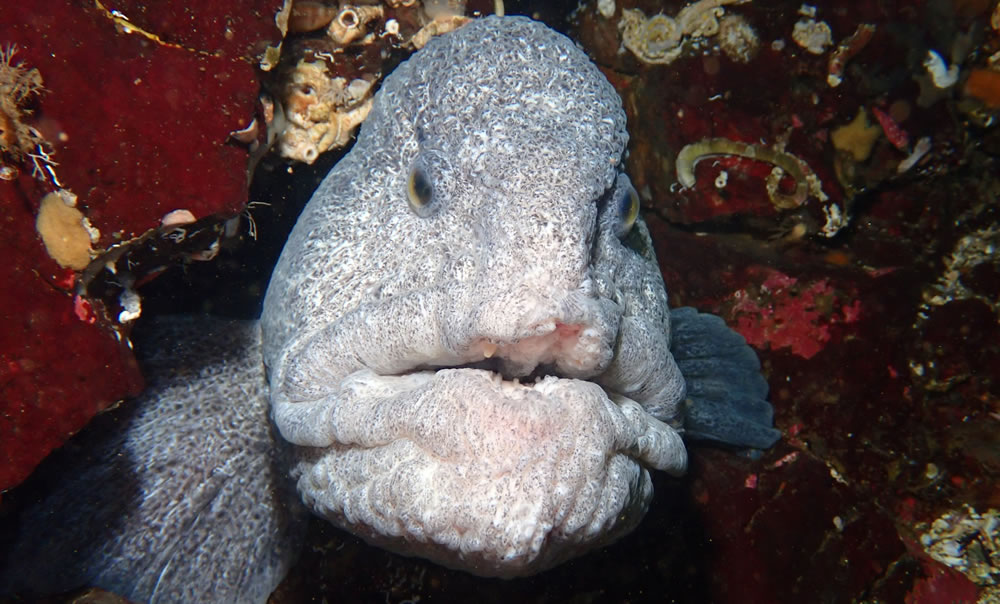 Wolf Eel