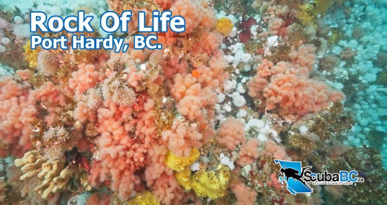 Rock Of Life Port Hardy