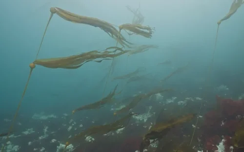 Bull Kelp Flowing In Current Over Anemone-Covered Bottom in 4K
