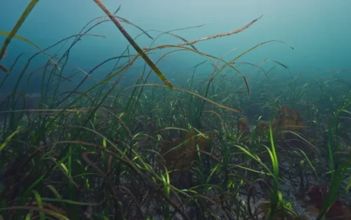 Underwater Scenery
