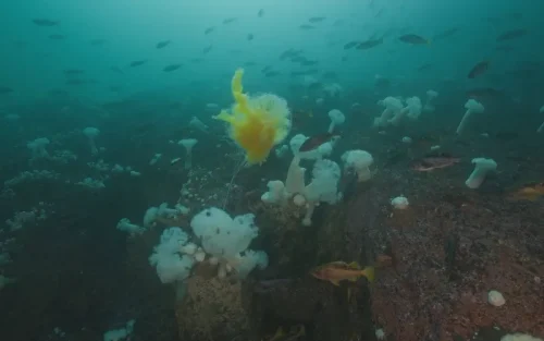 Jellyfish
