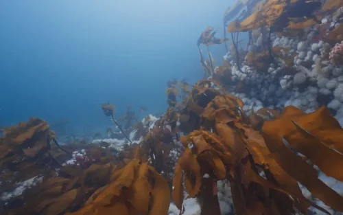 Kelp