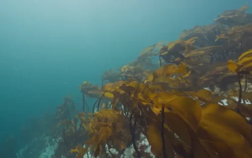 Glide Along Kelp Forest Edge at 7 Tree Island in 4K