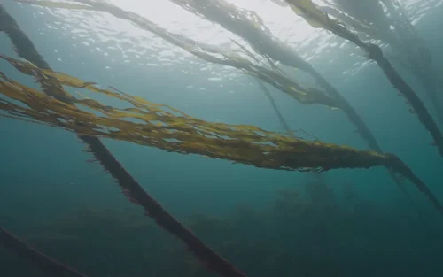 Bull Kelp Waving Beneath Surface at 7 Tree Island 4K