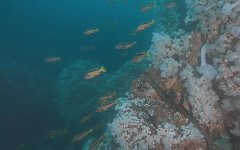 Pacific Northwest Fish – 4K Underwater Stock Footage