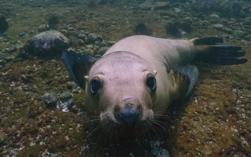 Sea Lions