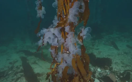 Hooded Nudibranchs on Kelp With Diver in Background 4K