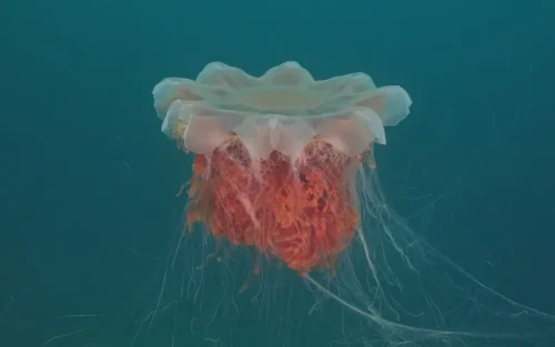 Lions Mane Jellyfish Swimming in Blue-Green Water 4K