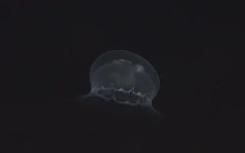 Moon Jellyfish Drifting Through Night Water Column 4K